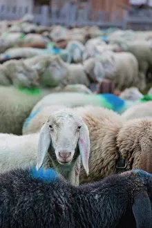 Driving: Transhumance, the great sheep trek across