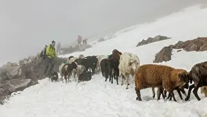 Driving: Transhumance, the great sheep trek across