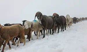 Driving: Transhumance, the great sheep trek across