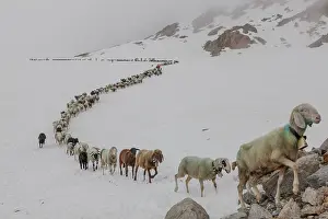 Driving: Transhumance, the great sheep trek across