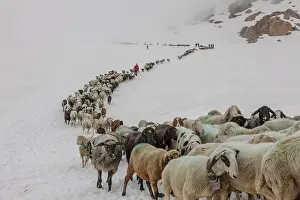 Driving: Transhumance, the great sheep trek across