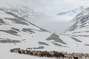 Driving: Transhumance, the great sheep trek across