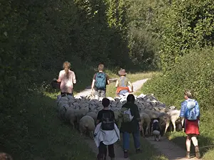Comt: Transhumance of Ile-de-France Sheeps in the Jura France