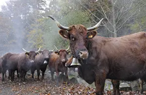 Materials: Transhumance of Salers cows in autumn Vosges France