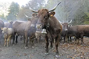 Materials: Transhumance of Salers cows in autumn Vosges France