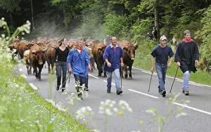 Raised: Transhumance of Salers cows in spring Vosges France