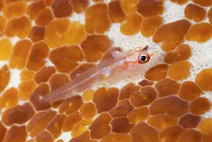 Flatworm: Translucent Coral Goby - on coral covered by Acoel