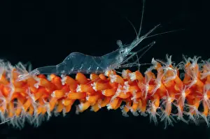 Shrimp: Translucent Gorgonian Shrimp