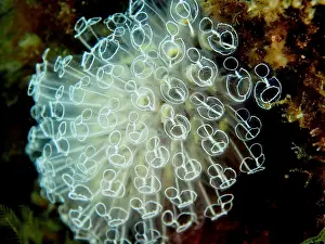 Squirt: Translucent sea squirt (Clavelina Dellavallei)