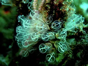 Squirt: Translucent sea squirt (Clavelina Dellavallei)