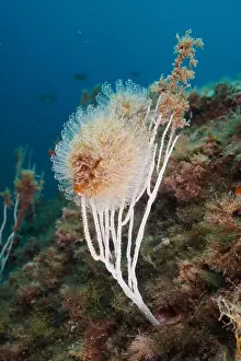 Squirt: Translucent sea squirt (Clavelina Dellavallei) on