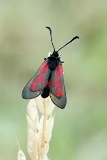 Zygaena: Transparent burnet - Top view with wings partly open