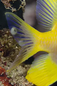 Pyramids: Transparent fish tail - Night dive, Pyramids
