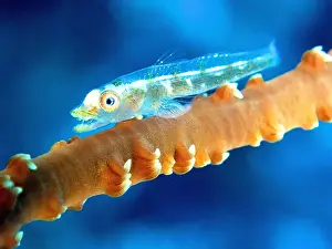 Spiral: Transparent gorgonian dwarf goby (Bryaninops tigris)