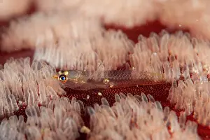 Larva: Transparent larval Pleurosicya Goby - showing air bladder on