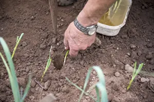 Leek: Transplanting leeks