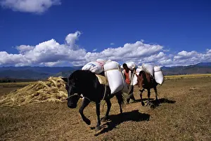 Produces: Transport bags of rice on horseback Yunnan