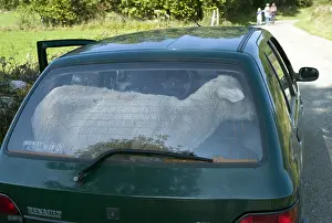 Lost: Transport of a Ile-de-France Sheep during transhumance
