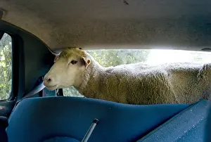 Lost: Transport of a Ile-de-France Sheep during transhumance