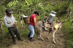 Attach: Transport of milk on a Ass Irubi High Andes Imbabura