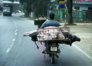 Towns: Transport of Pigs motorcycle - Hanoi Vietnam