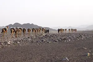 Depression: Transport salt lake Karoum Ethiopia Danakil Depression