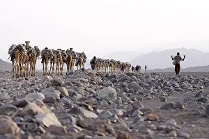 Pieces: Transport salt lake Karoum Ethiopia Danakil Depression