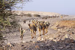 Pieces: Transport salt lake Karoum Ethiopia Danakil Depression