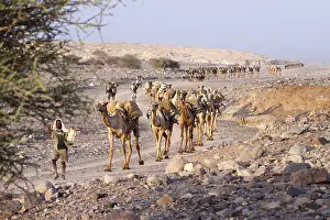 Pieces: Transport salt lake Karoum Ethiopia Danakil Depression