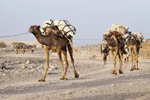 Ropes: Transport salt lake Karoum Ethiopia Danakil Depression