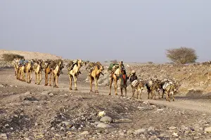 Triangle: Transport salt lake Karoum Ethiopia Danakil Depression