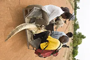 Cart: Transporting mislaid crocodile Pond of Bazoule Burkina Faso