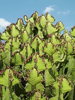 Transvaal: Transvaal Candelabra Euphorbia