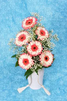 Vase: Transvaal daisies (Gerbera) in a vase