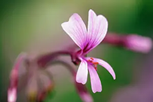 Transvaal: Transvaal perlagonium, Pelargonium transvaalense