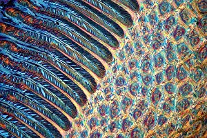 Cutting: Transversal cut of a horse hoof