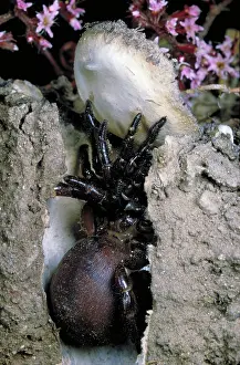 Trap: Trap-door spider