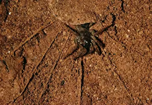 Liphistius: Trap-door / Trapdoor Spider - in cave