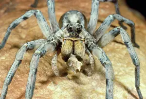 Trapdoor: Trap-door / Trapdoor Spider - eating prey (Grasshopper)