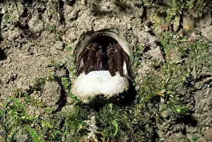 Pounce: Trap-door / Trapdoor Spider ready to pounce on passing prey