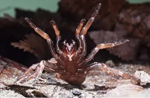 Rearing: Trap-door / Trapdoor SPIDER - in threat posture