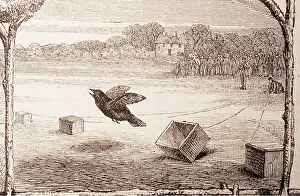 Hunter: TRAP Illustration - TRAP SHOOTING BIRD