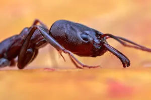 Trap: Trap-jaw ant (Odontomachus simillimus)