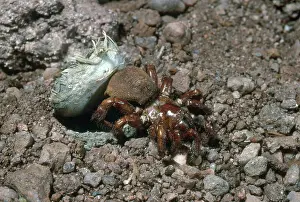 Trap: Trapdoor Spider