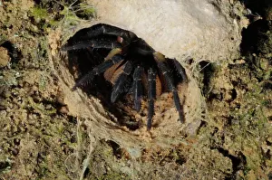 Liphistius: Trapdoor spider