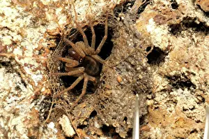 Trap: Trapdoor Spider