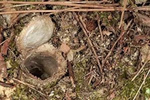Cteniza: Trapdoor Spider burrow