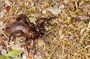 Cobwebs: Trapdoor Spider female