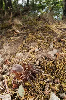 Cobwebs: Trapdoor Spider female