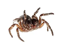 Burrows: Trapdoor Spider - female in defence posture on white